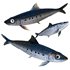 Sardine Fish 3d model