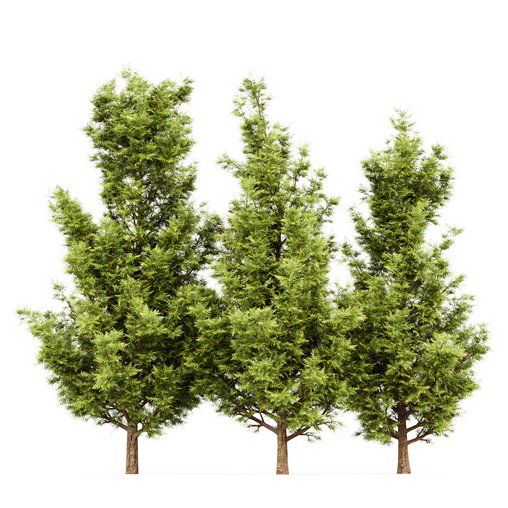 Leyland cypress leylandi 3 trees 3d model Download  Buy 3dbrute