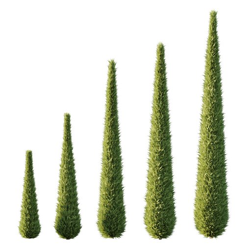 Italian Cypress Tree 14