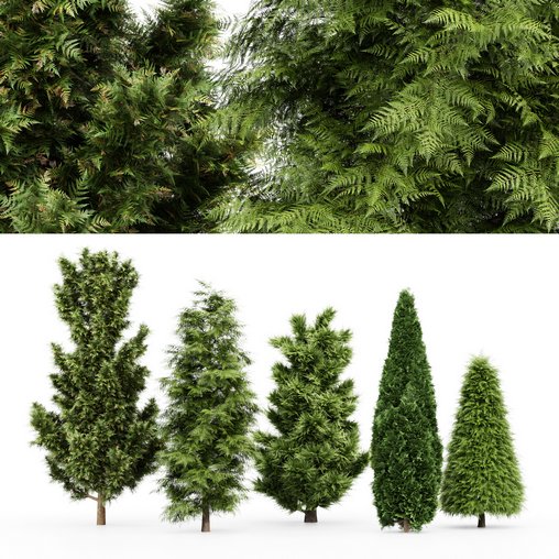 5 Different tree Leyland cypress Slender Hinoki Rocky Mountain green coniferous Cupressocyparis