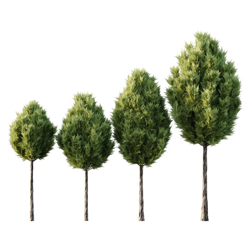 Italian Cypress Tree 18 3d model Buy Download 3dbrute