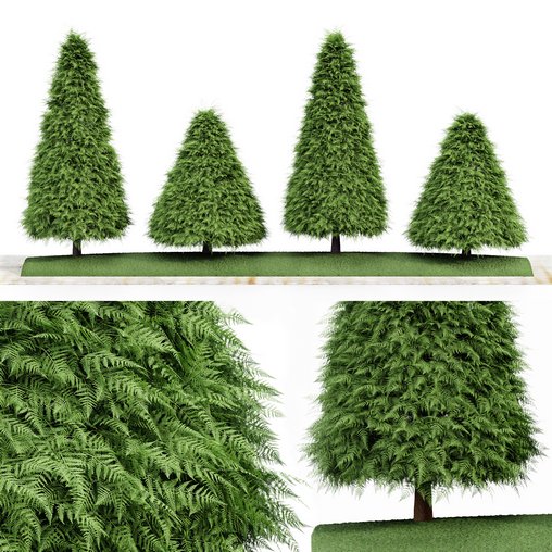 2 Different tree Cone shaped green coniferous