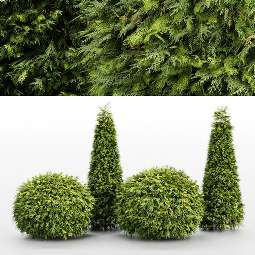 Evergreen Shrubs Golden Globe Dwarf Thuja