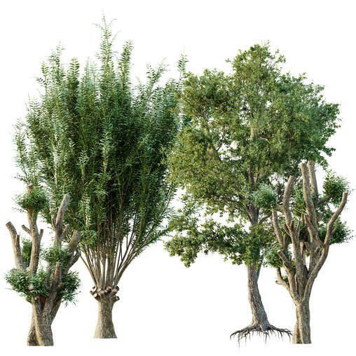 Pollard willow and Angel Oak Live Tree Spanish Moss 3d model Download  Buy 3dbrute