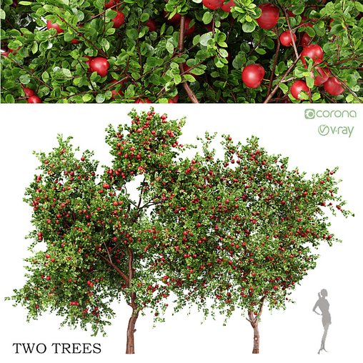 Apple fruit tree