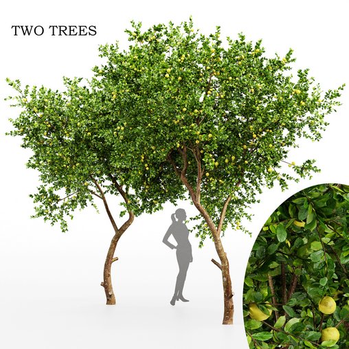 Fruit tree Lemon