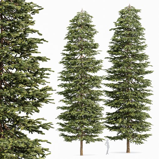 Black Spruce Picea Mariana Pine