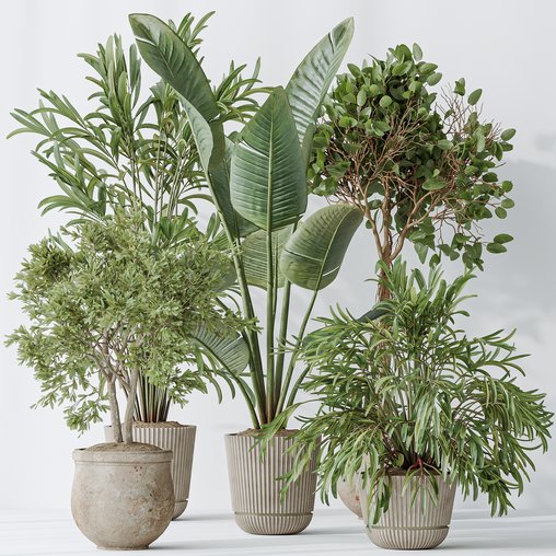 Indoor plants set 99 Lutescens Areca Palm and Ficus Benjamina and Paradise Strelitzia