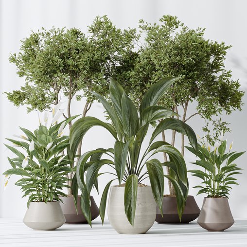 Indoor plants set 105 Wilsonii Chemlali Olive and Wallisii Bellini Peace Lily Domino 3d model Download  Buy 3dbrute