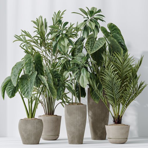 Indoor plants set 103 Lutescens Palm and Cunjevoi Alocasia