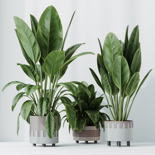 HQ HousePlants Ficus Elastica Beliza Tineke Variegated Rubber 3d model Download  Buy 3dbrute