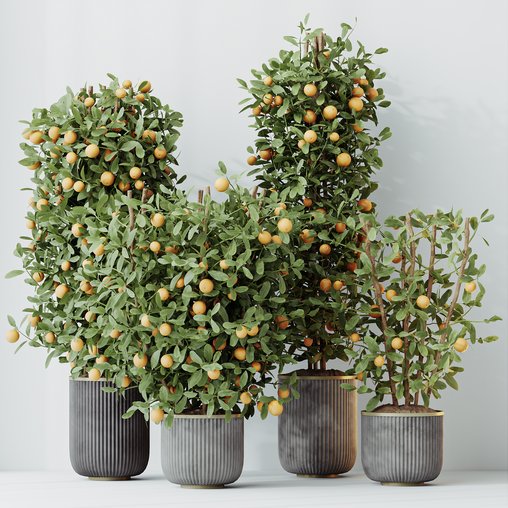 HQ HousePlants Mandarin Citrus Fruit Bosnai China Orange Tree Set02