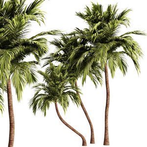 Palm Tree Set21 3d model Download  Buy 3dbrute