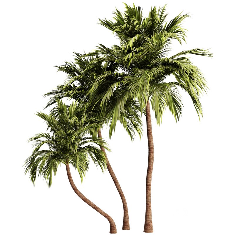 Palm Tree Set21 3d model Buy Download 3dbrute