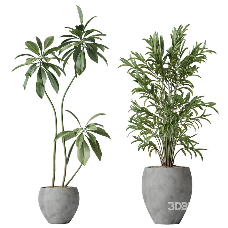 Indoor plants set 112 Aquatica Grand Artificiel and Lutescens Areca ...