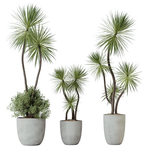 HQ HousePlants Spineless Yucca Aloifolia Rostrata Palm Desmetiana