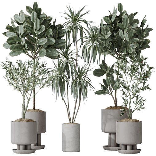 Indoor plants set 108 Dracaena Warneckii Lemon Lime and Mission Olive Tree