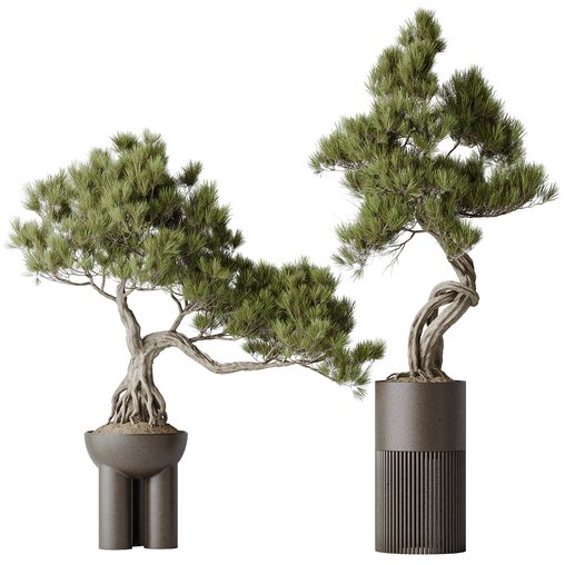 Indoor plants set 107 Bonsai Pinus Pentaphylla Thunbergii