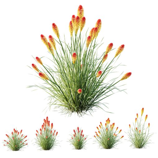 HQ Plants Kniphofia Caulescens Poco Tritoma Hot Poker Orange Yellow Red