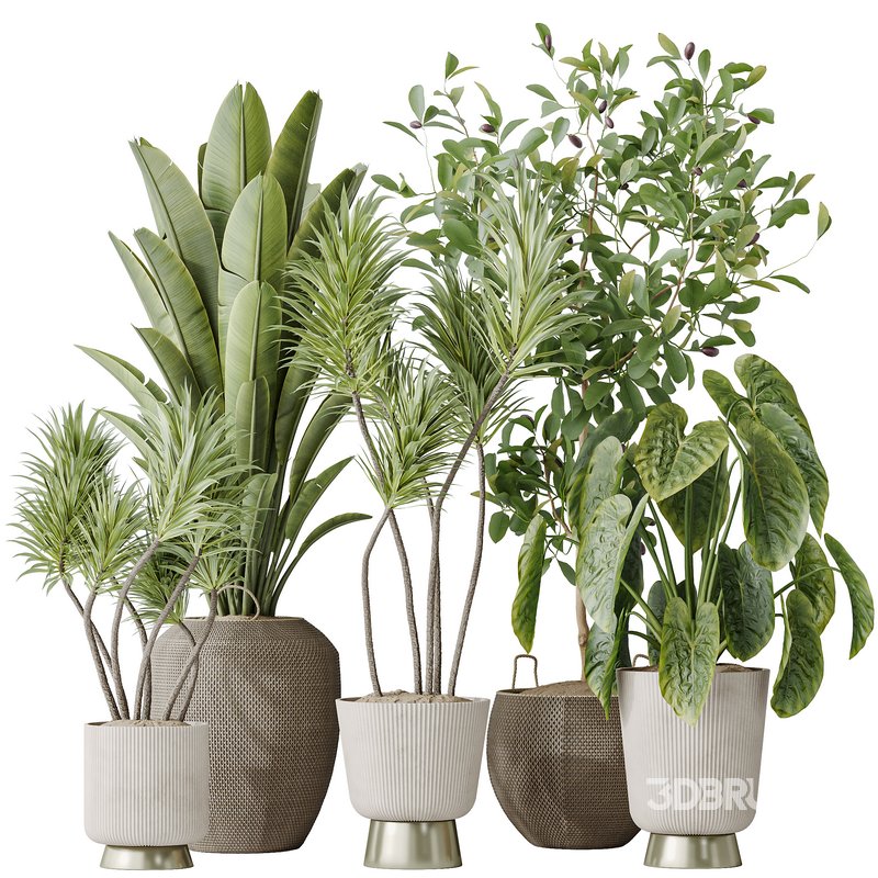 Indoor plants set 114 Spineless Yucca and Ravenala Banana Strelitzia