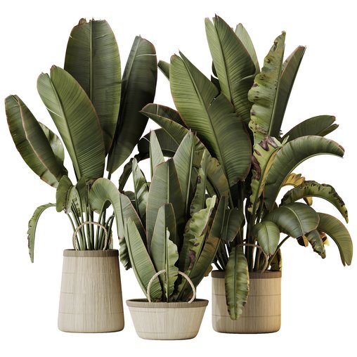 HQ HousePlants Ravenala Banana Strelitzia Nicolai Bird Of Paradise Set07