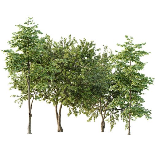 summer trees Water gum and Carpinus Betulus 3d model Download Buy 3dbrute