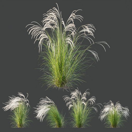 HQ Plants European Feather Stipa Pennata Grass