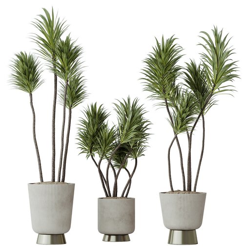 HQ HousePlants Spineless Yucca Aloifolia Rostrata Palm Desmetiana Set02