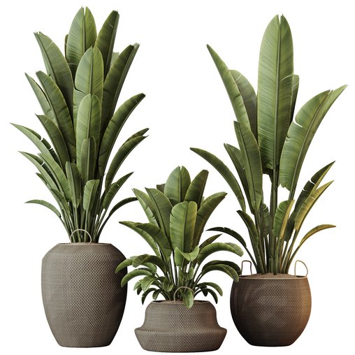 HQ HousePlants Ravenala Banana Strelitzia Nicolai Bird Of Paradise Set10