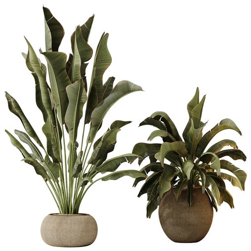 HQ HousePlants Ravenala Banana Strelitzia Nicolai Bird Of Paradise Set02