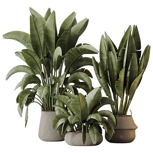 HQ HousePlants Ravenala Banana Strelitzia Nicolai Bird Of Paradise Set04