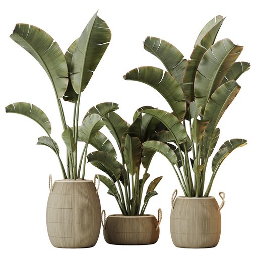 HQ HousePlants Ravenala Banana Strelitzia Nicolai Bird Of Paradise Set08