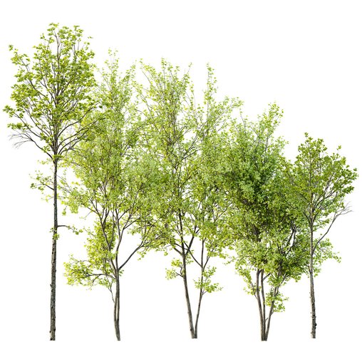 spring trees Acer Pseudoplatanus and Acer Saccharinum 3d model Download  Buy 3dbrute