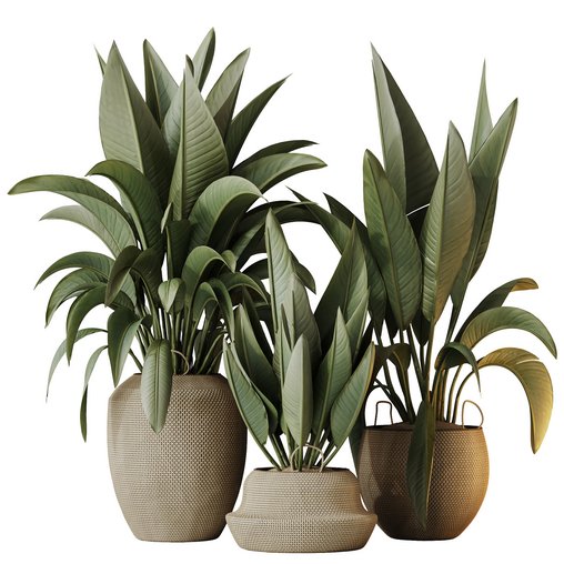 HQ HousePlants Ravenala Banana Strelitzia Nicolai Bird Of Paradise Set05