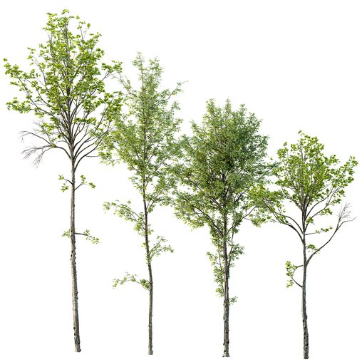 spring trees Acer Pseudoplatanus and Alnus Glutinosa 3d model Download  Buy 3dbrute