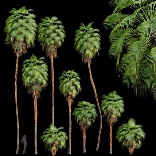 Mexican Fan Palm Washingtonia Robusta 9 trees 3d model Download  Buy 3dbrute