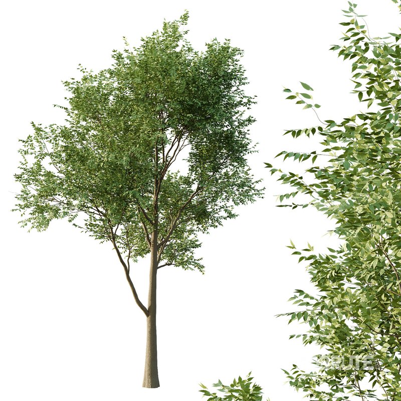 fraxinus excelsior Tree01 3d model Buy Download 3dbrute