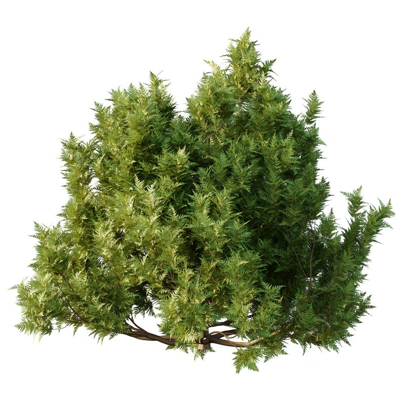 Cypress Bush 06 3d Model Buy Download 3dbrute