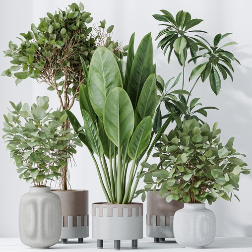 Indoor plants set 110 Eucalyptus Bouquet and Ficus Beliza