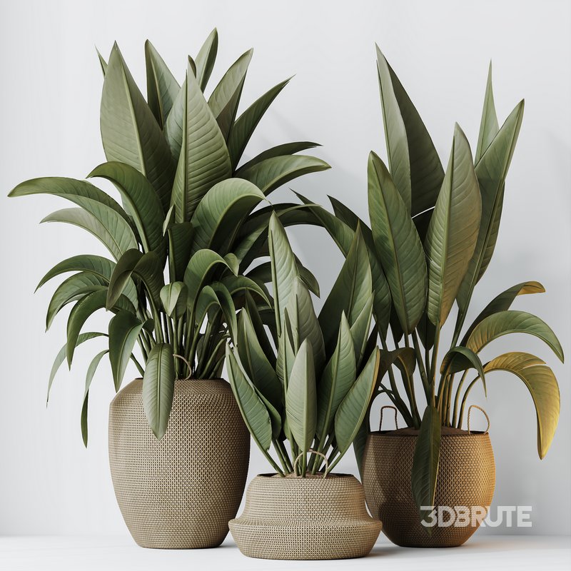 HQ HousePlants Ravenala Banana Strelitzia Nicolai Bird Of Paradise ...