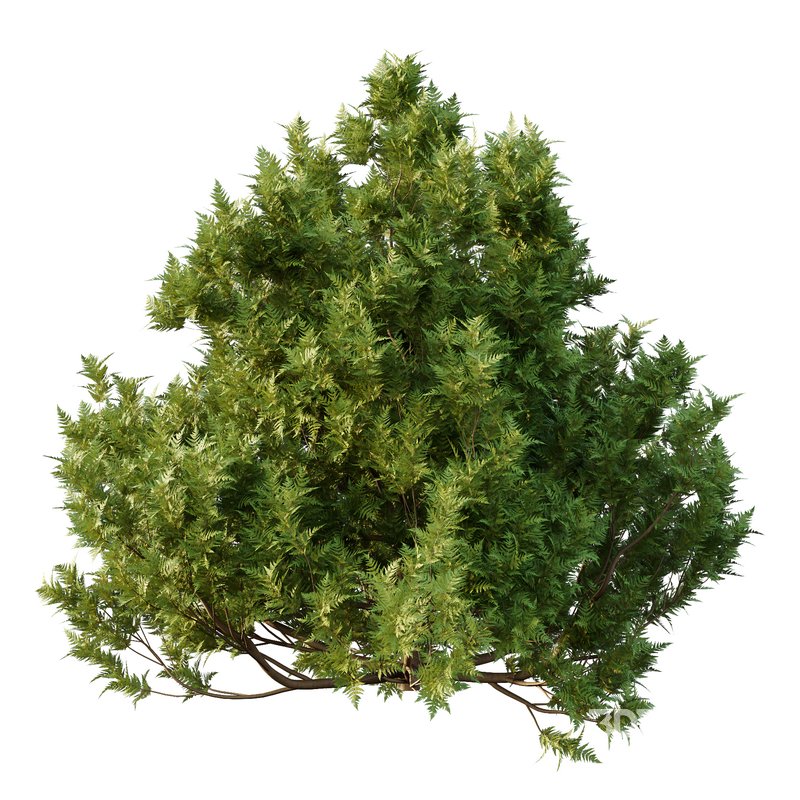 Cypress Bush 06 3d model Buy Download 3dbrute