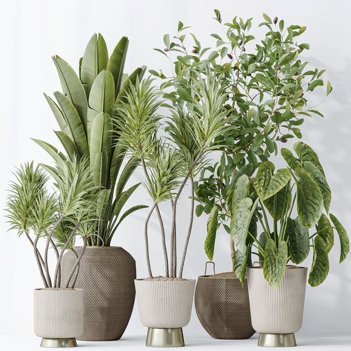 Indoor plants set 114 Spineless Yucca and Ravenala Banana Strelitzia