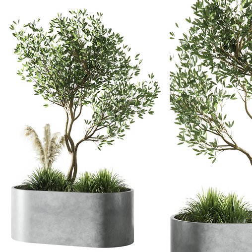 Indoor Olive Tree Set20