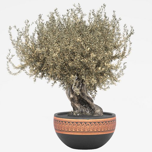 olive tree in pot