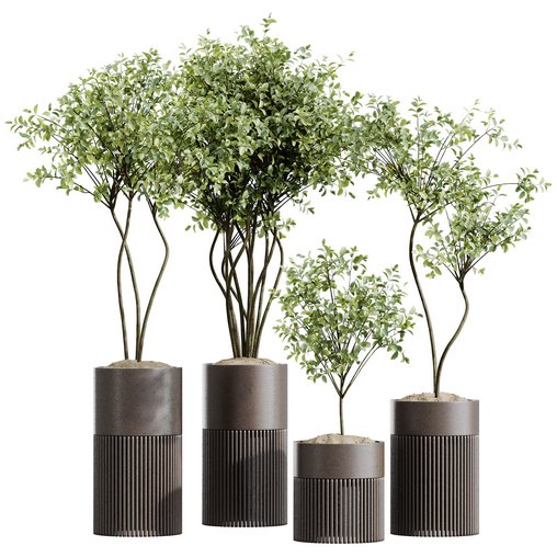 HQ HousePlants Beech Olea Europaea Olive Eucalyptu Joyplants Mini Fig Set04