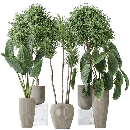 Indoor plants set 120 Cunjevoi Alocasia Jardin Brisbanensis and Mission Kalamata Olive