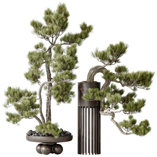 Indoor plants set 122 Bonsai Pinus Pentaphylla Thunbergii