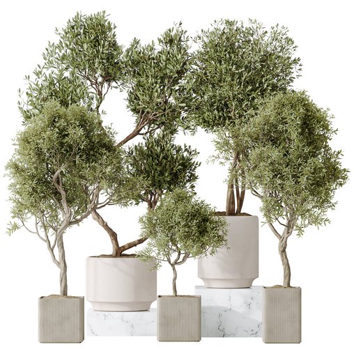 Indoor plants set 119 Olive Artificial Olivo Olea Tree and Mission Kalamata Wilsonii Chemlali Olive