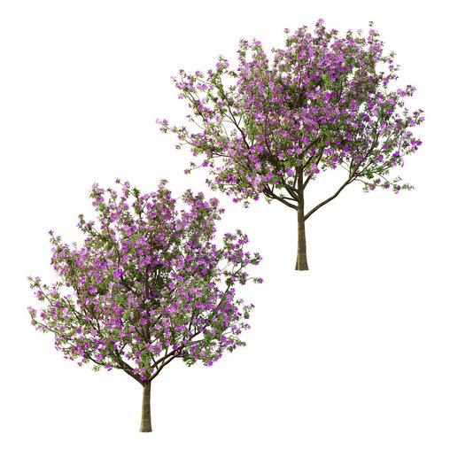 Tibouchina Semidecandra Tree04 3d model Download  Buy 3dbrute