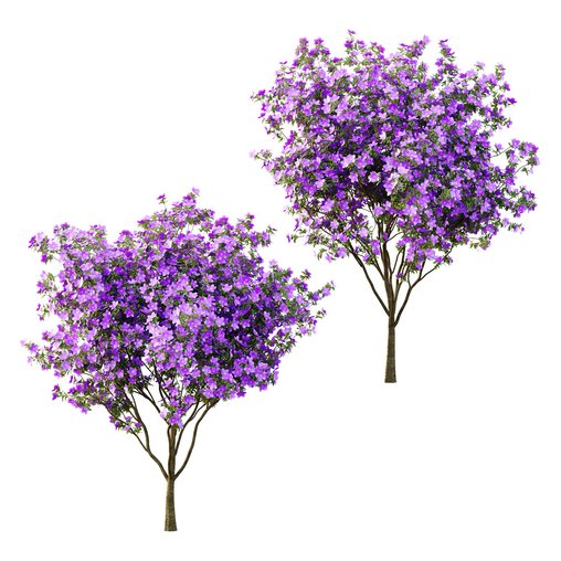 Tibouchina Semidecandra Tree03 3d model Download  Buy 3dbrute